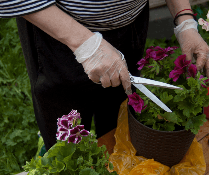 A woman with gloves trimming a violet flower in a pot