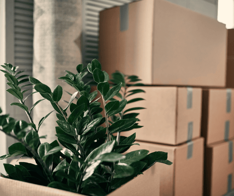 a plant beside some boxes.