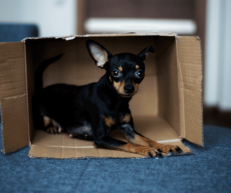 a black dog in a box