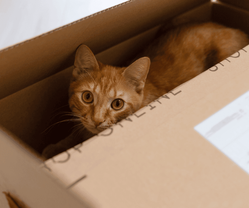 an orange cat in a box